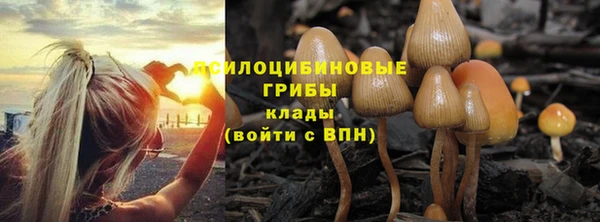 ГАЛЛЮЦИНОГЕННЫЕ ГРИБЫ Вязники